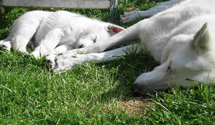 weisser Schferhund - die Grenzgnger